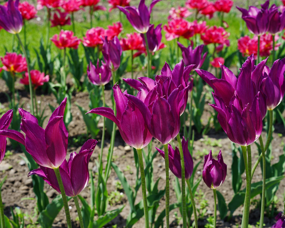 Tulip 'Yume no Murasaki'