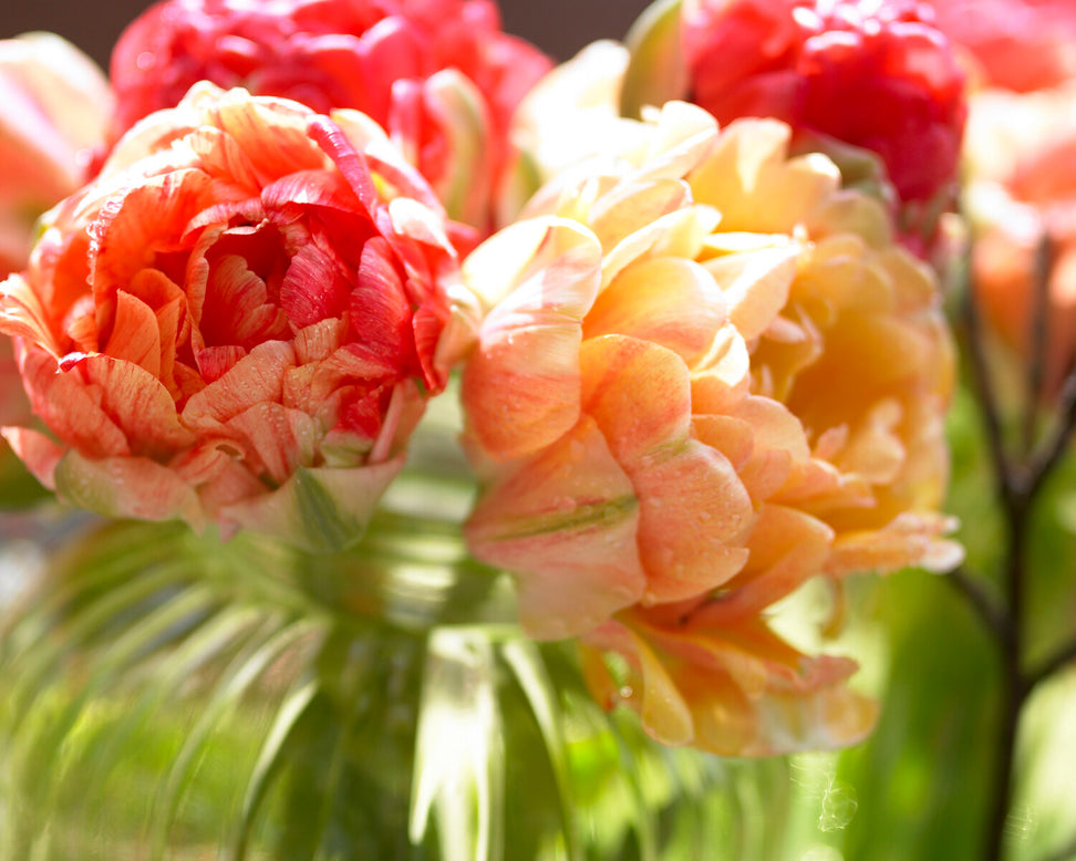 Tulip 'Gudoshnik Double'