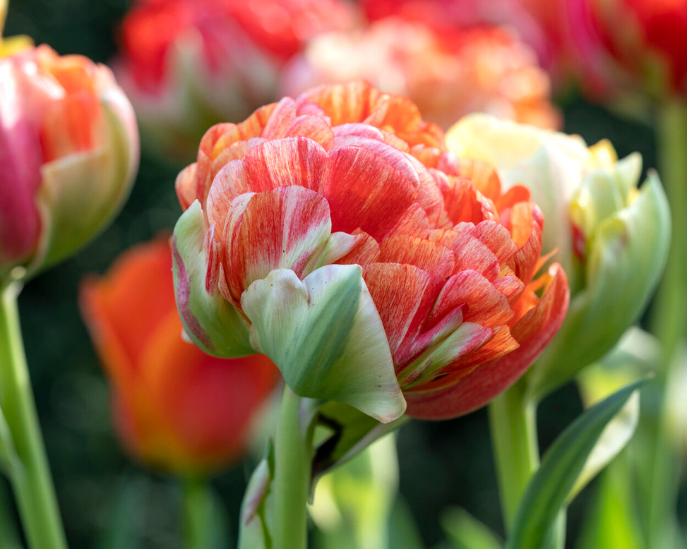 Tulip 'Gudoshnik Double'