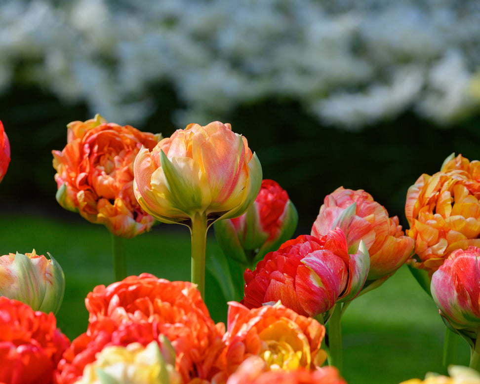 Tulip 'Gudoshnik Double'