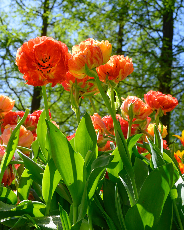 Tulip 'Gudoshnik Double'