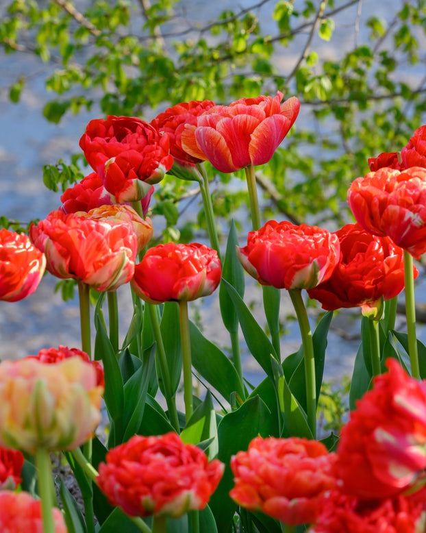 Tulip 'Gudoshnik Double'