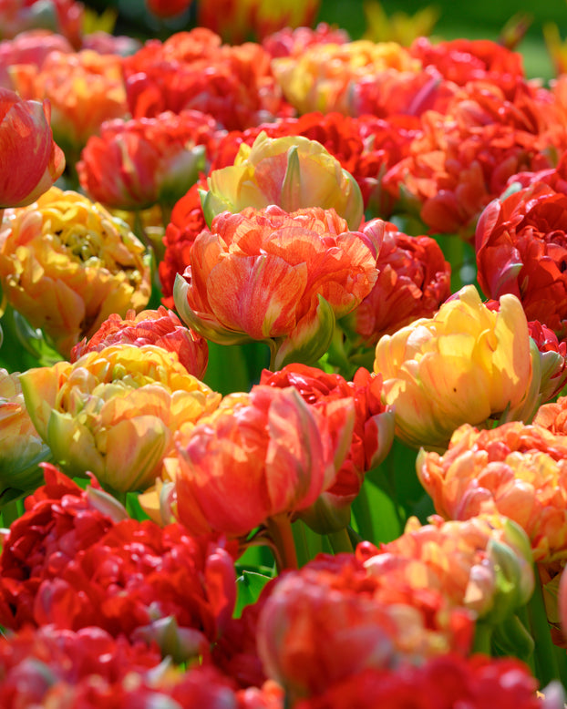 Tulip 'Gudoshnik Double'