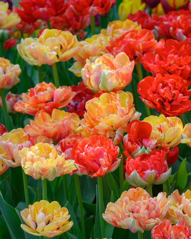 Tulip 'Gudoshnik Double'