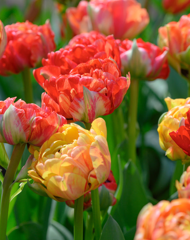 Tulip 'Gudoshnik Double'