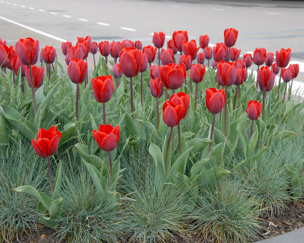 Tulip 'Couleur Cardinal'