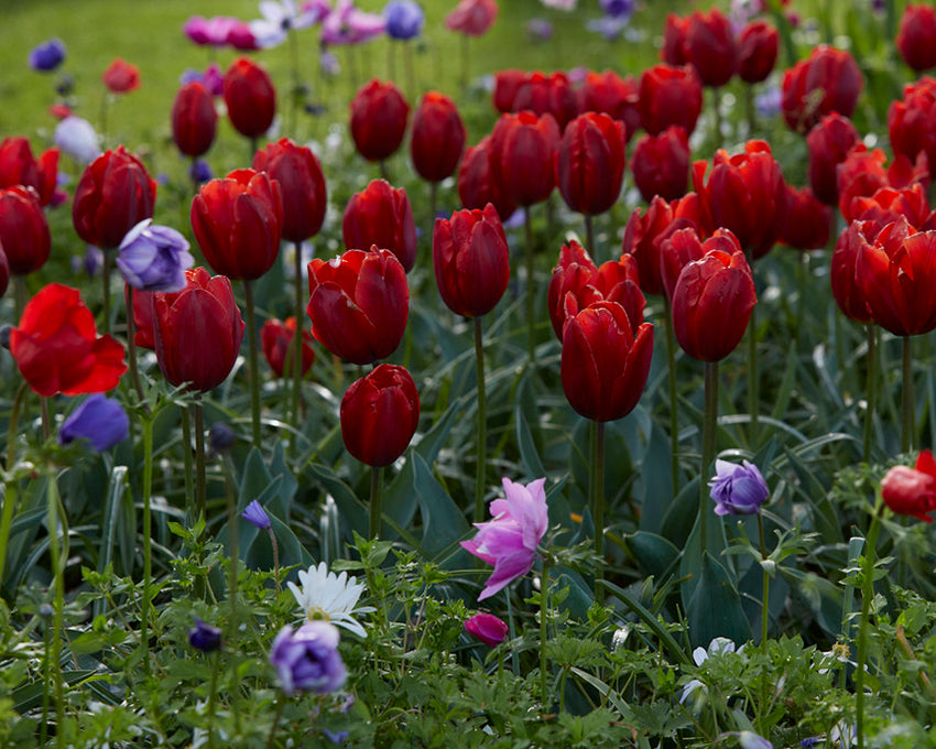Tulip 'Couleur Cardinal'