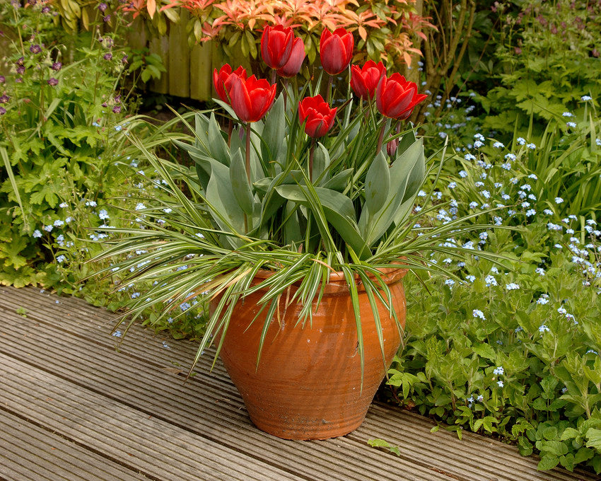 Tulip 'Couleur Cardinal'
