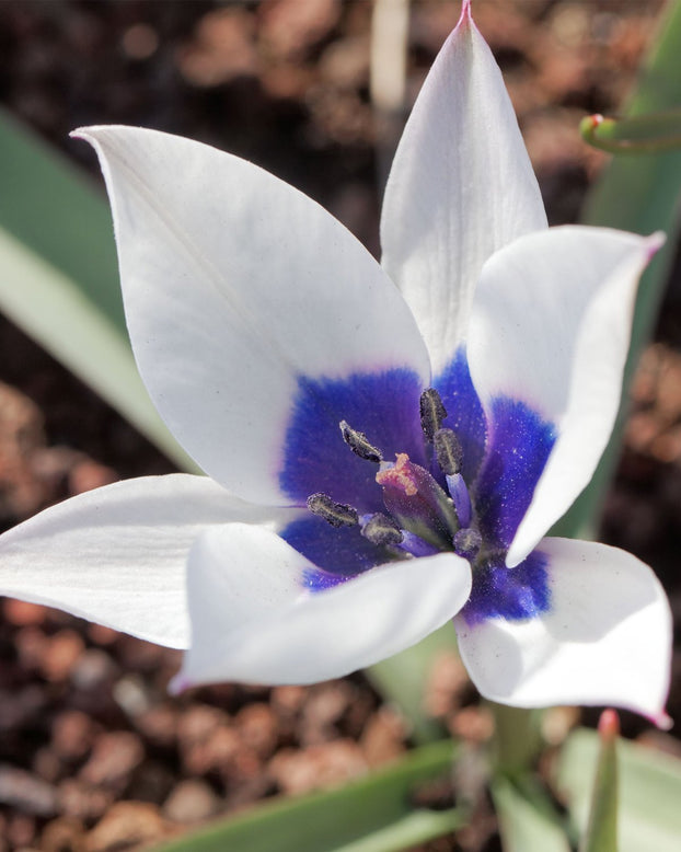 Tulip 'Coerulea Oculata Alba'