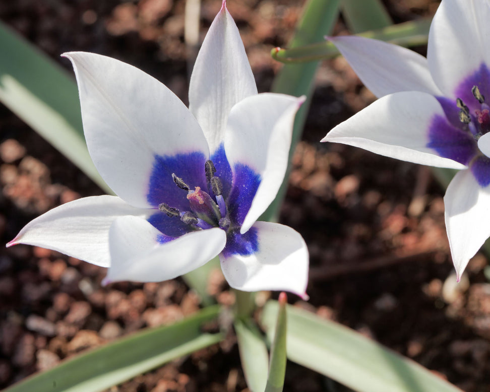 Tulip 'Coerulea Oculata Alba'