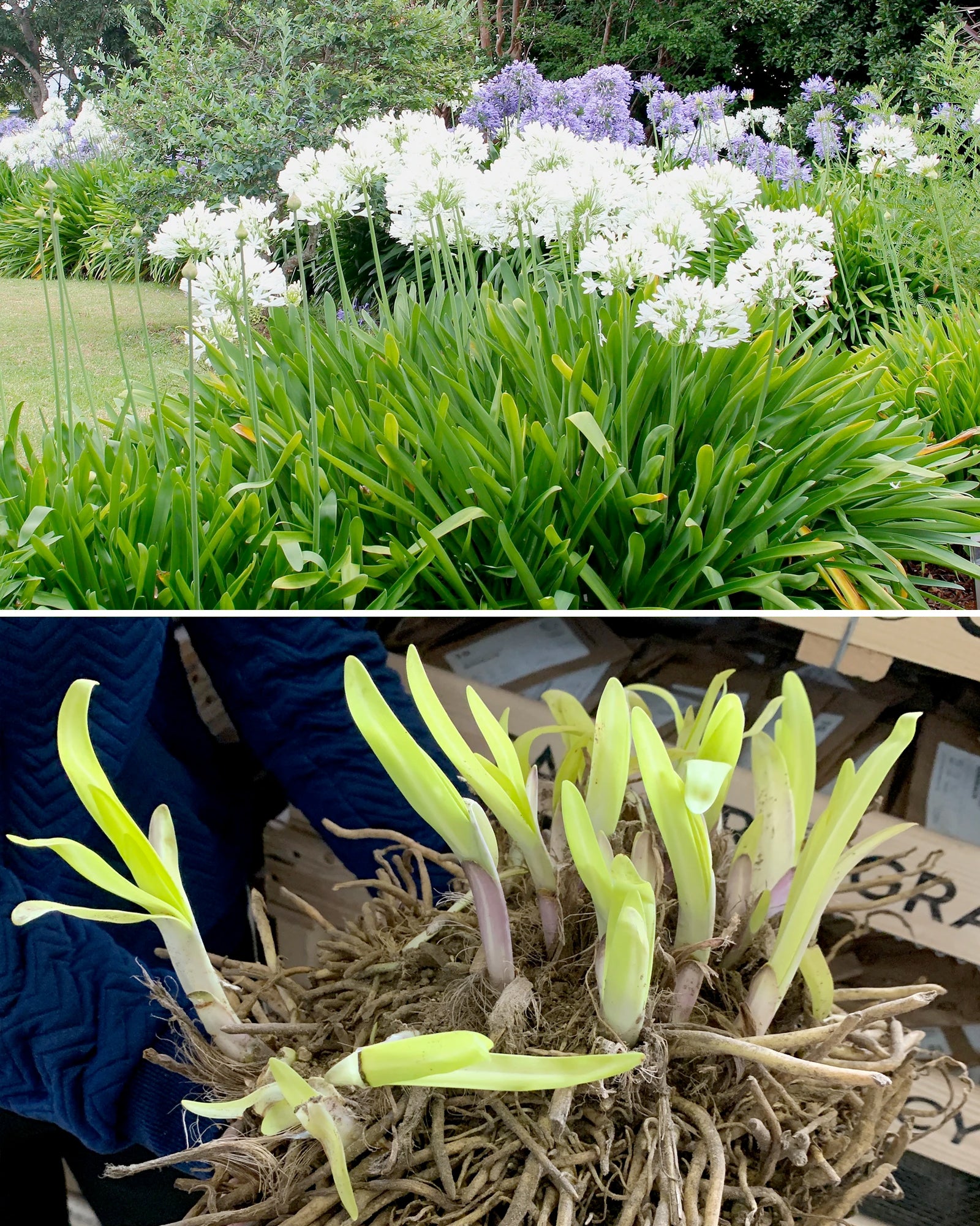Xxl Bare Roots Uk African Lily