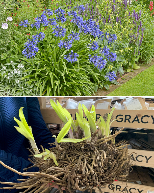 Agapanthus umbellatus 'XXL'