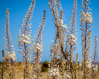 Urginea maritima Urginea maritima
