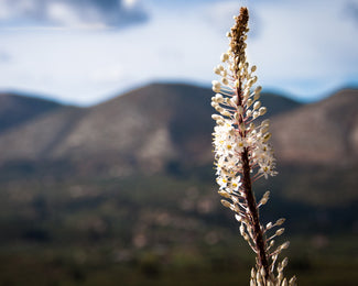 Urginea maritima Urginea maritima