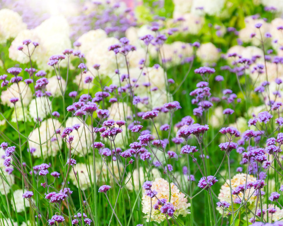 Verbena bonariensis