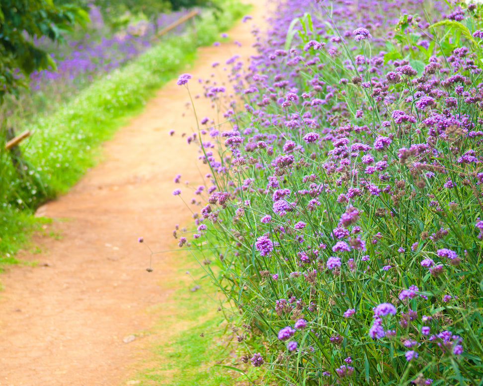 Verbena bonariensis