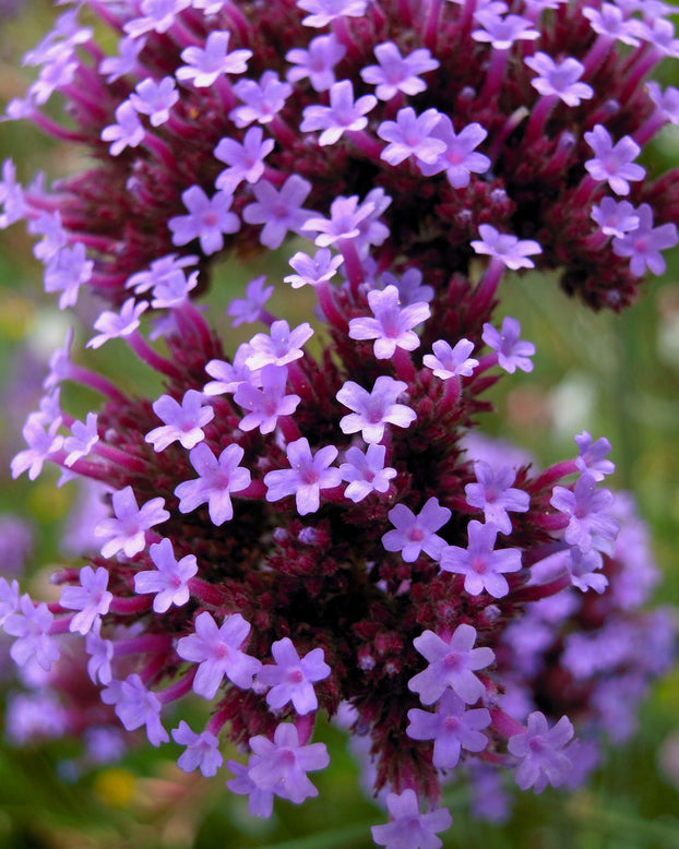Verbena bonariensis