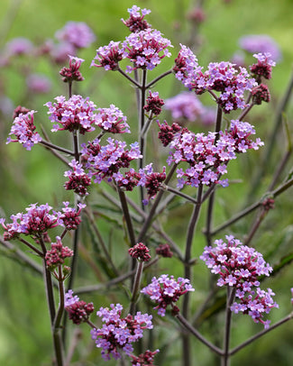 Verbena 'Lollipop' Verbena 'Lollipop'