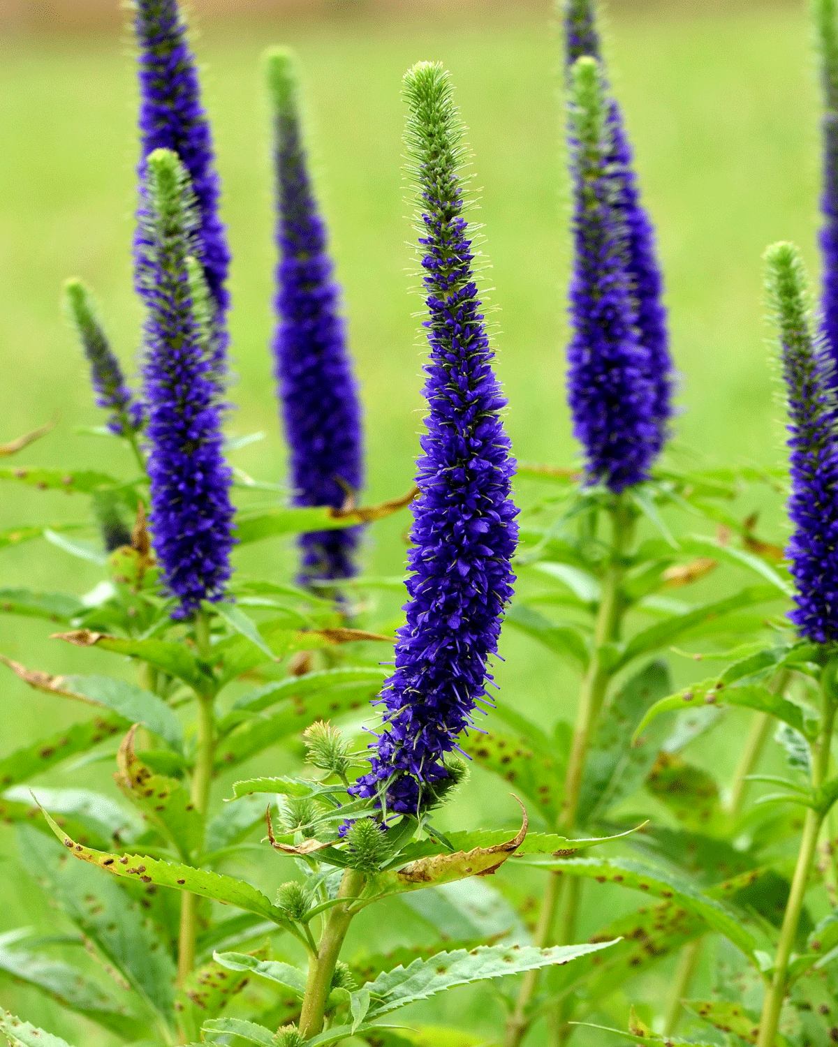 Veronica spicata Ulster Dwarf Blue bare roots Buy blue Spike