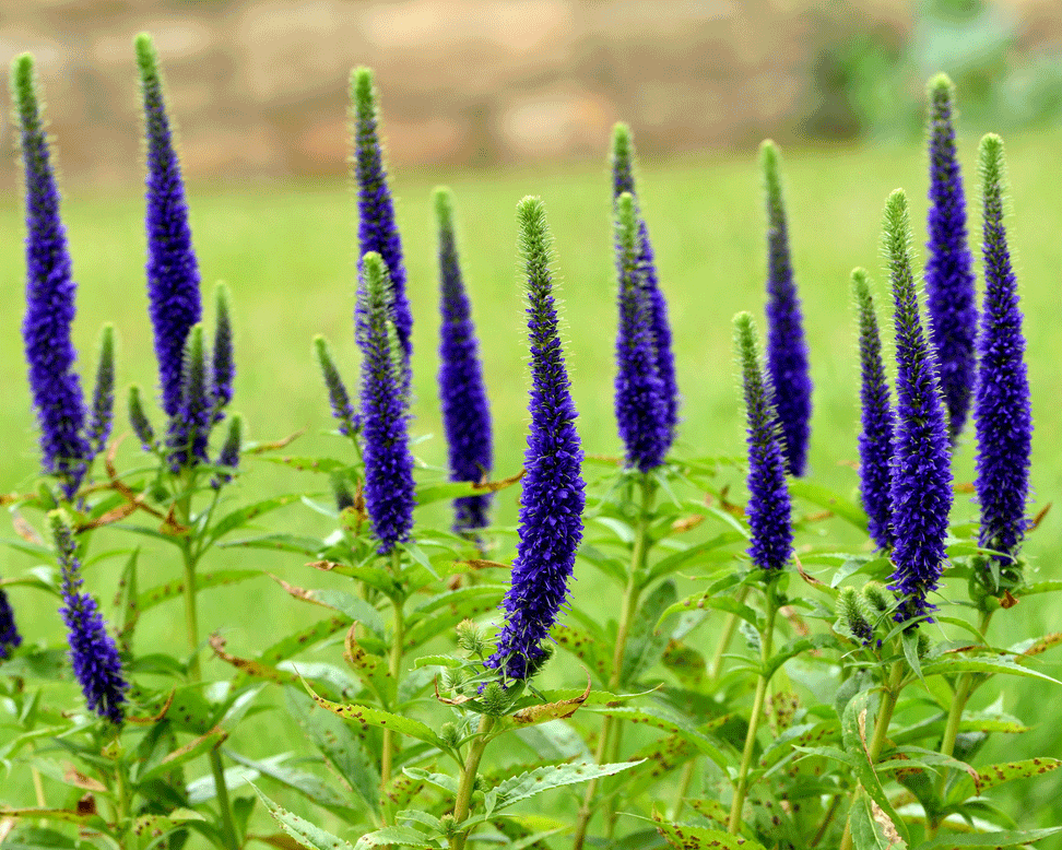 Veronica 'Ulster Dwarf Blue'