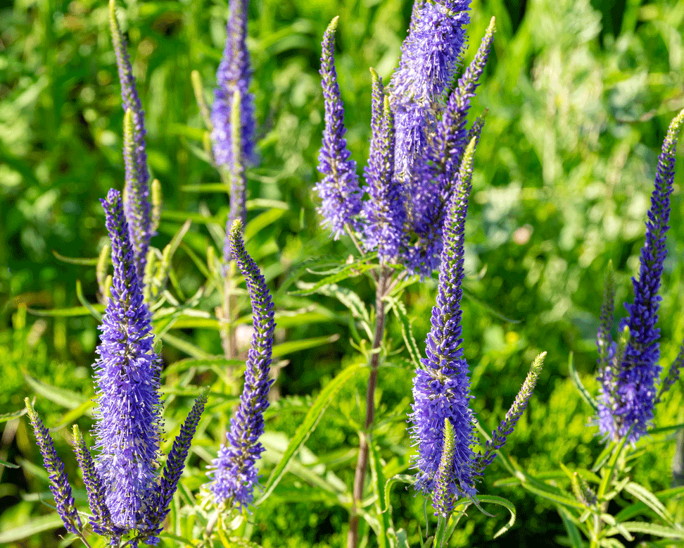 Veronica 'Ulster Dwarf Blue'