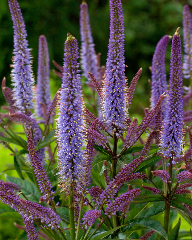 Veronicastrum 'Cupid'