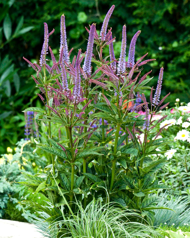 Veronicastrum 'Cupid'