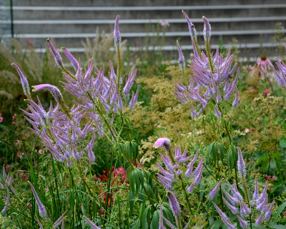 Veronicastrum 'Fascination'