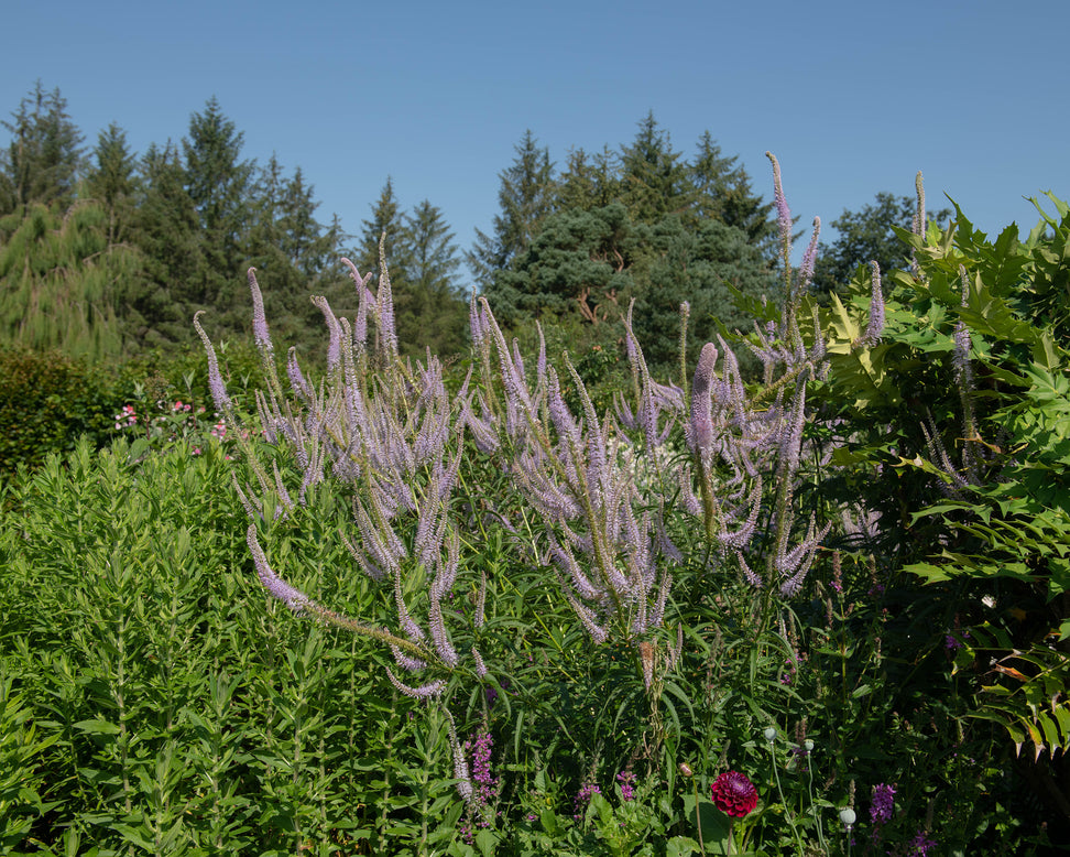 Veronicastrum 'Fascination'
