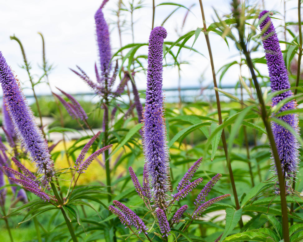 Veronicastrum 'Fascination'
