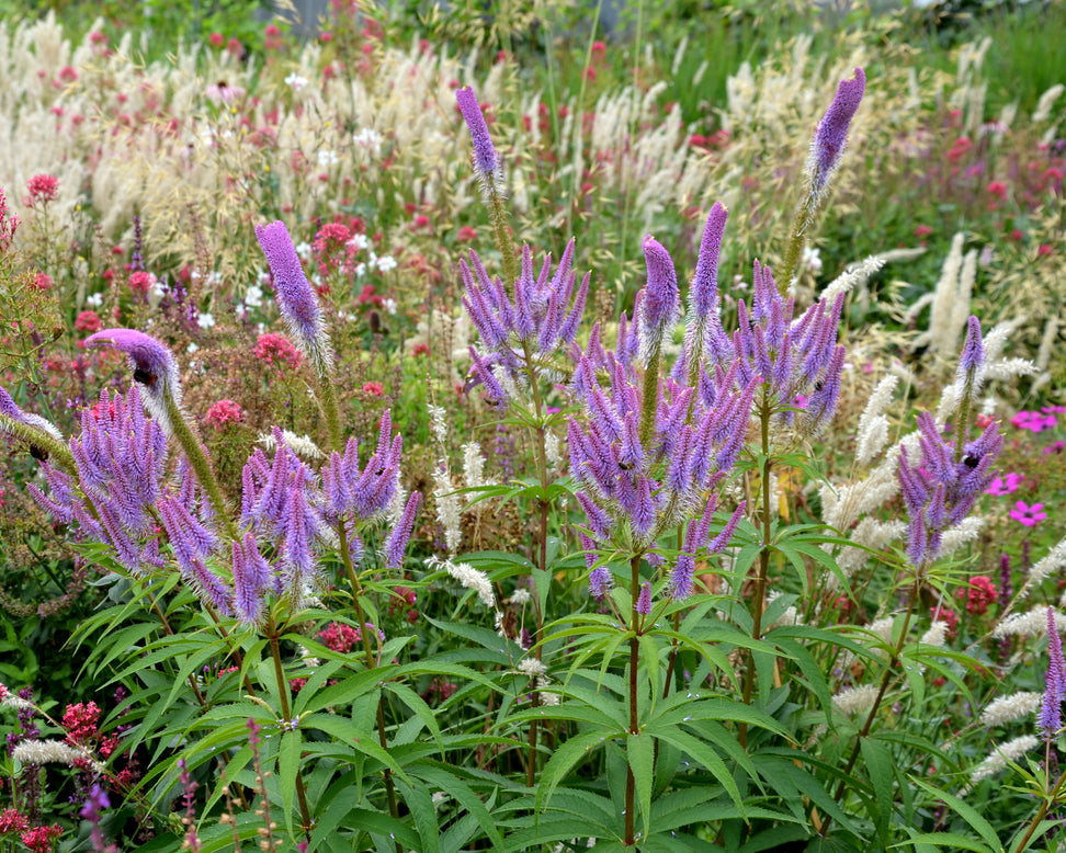 Veronicastrum 'Fascination'