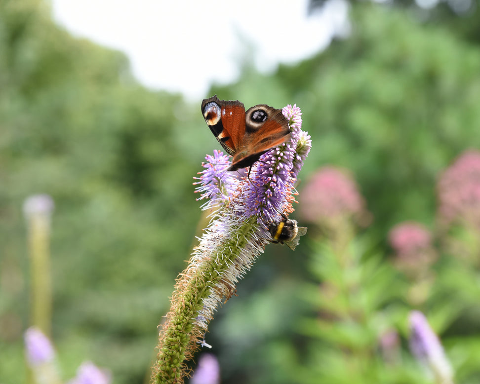 Veronicastrum 'Fascination'