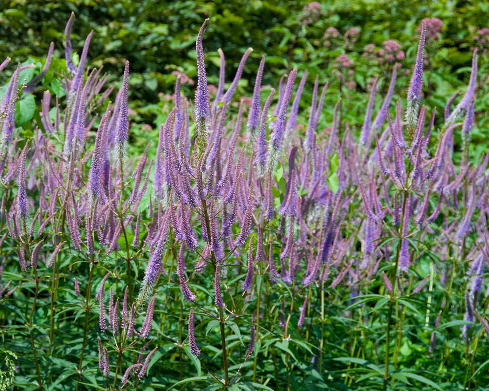 Veronicastrum 'Fascination'