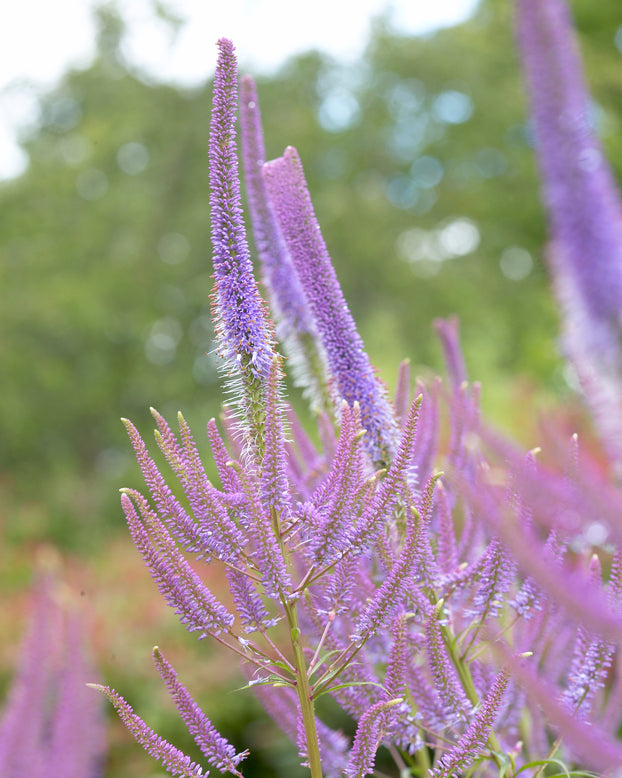 Veronicastrum 'Fascination'