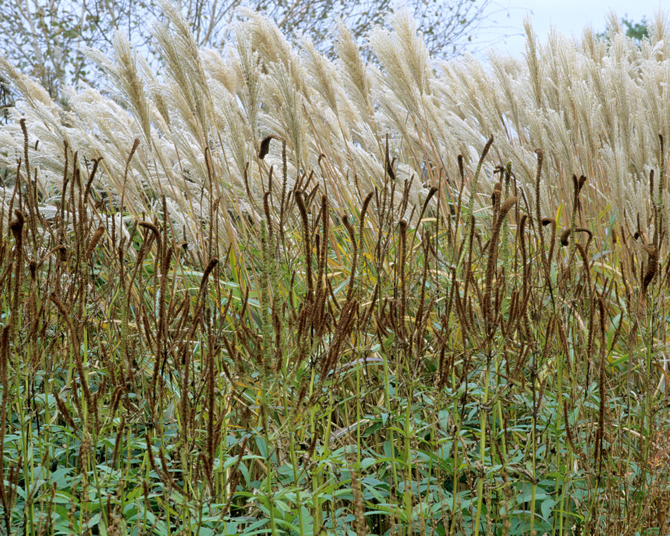 Veronicastrum 'Fascination'