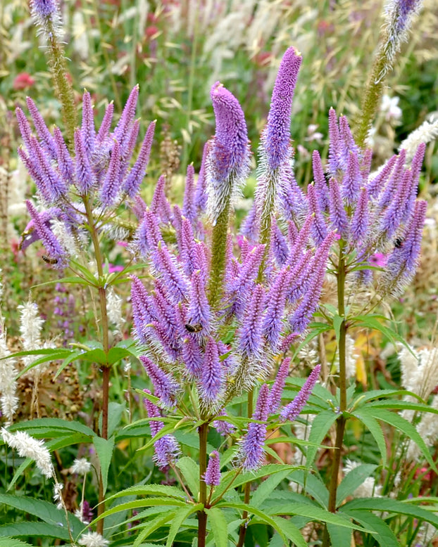 Veronicastrum 'Fascination'