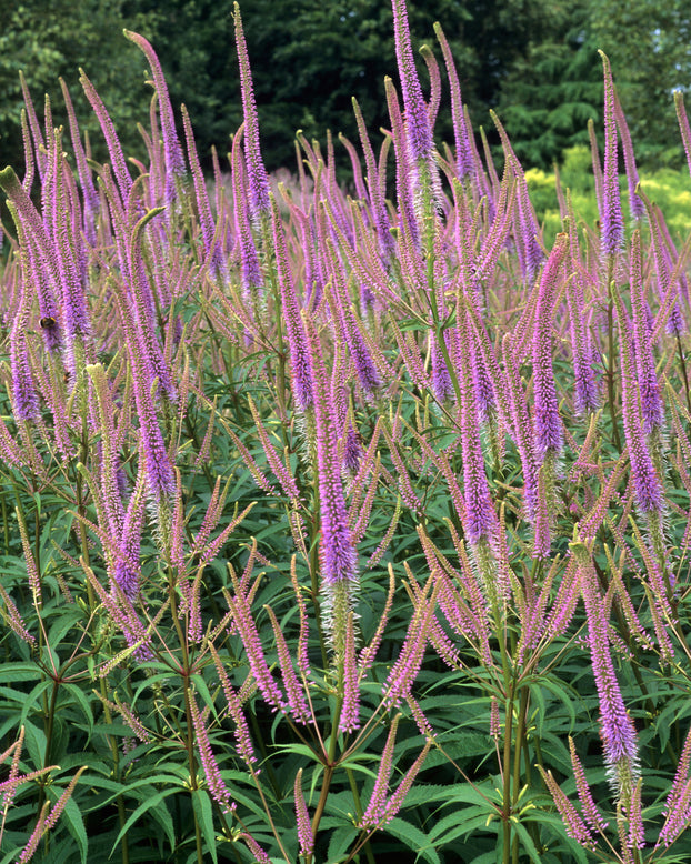 Veronicastrum 'Fascination'