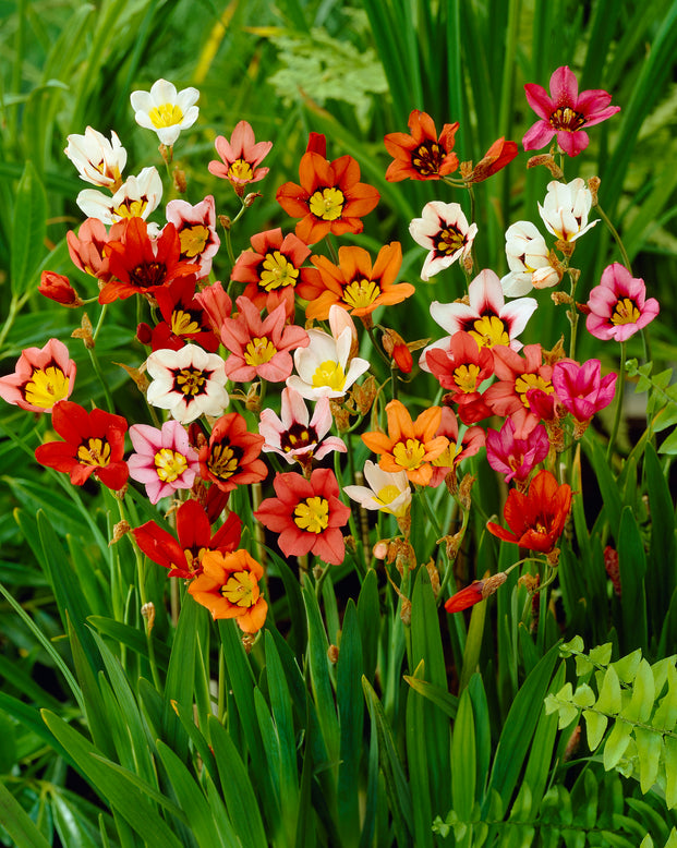Sparaxis 'Harlequin Mix'