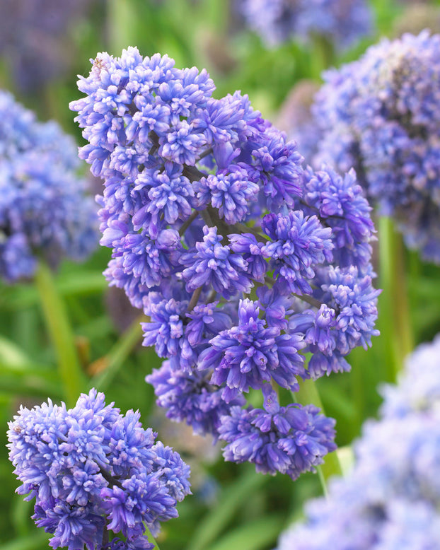 Muscari 'Fantasy Creation'
