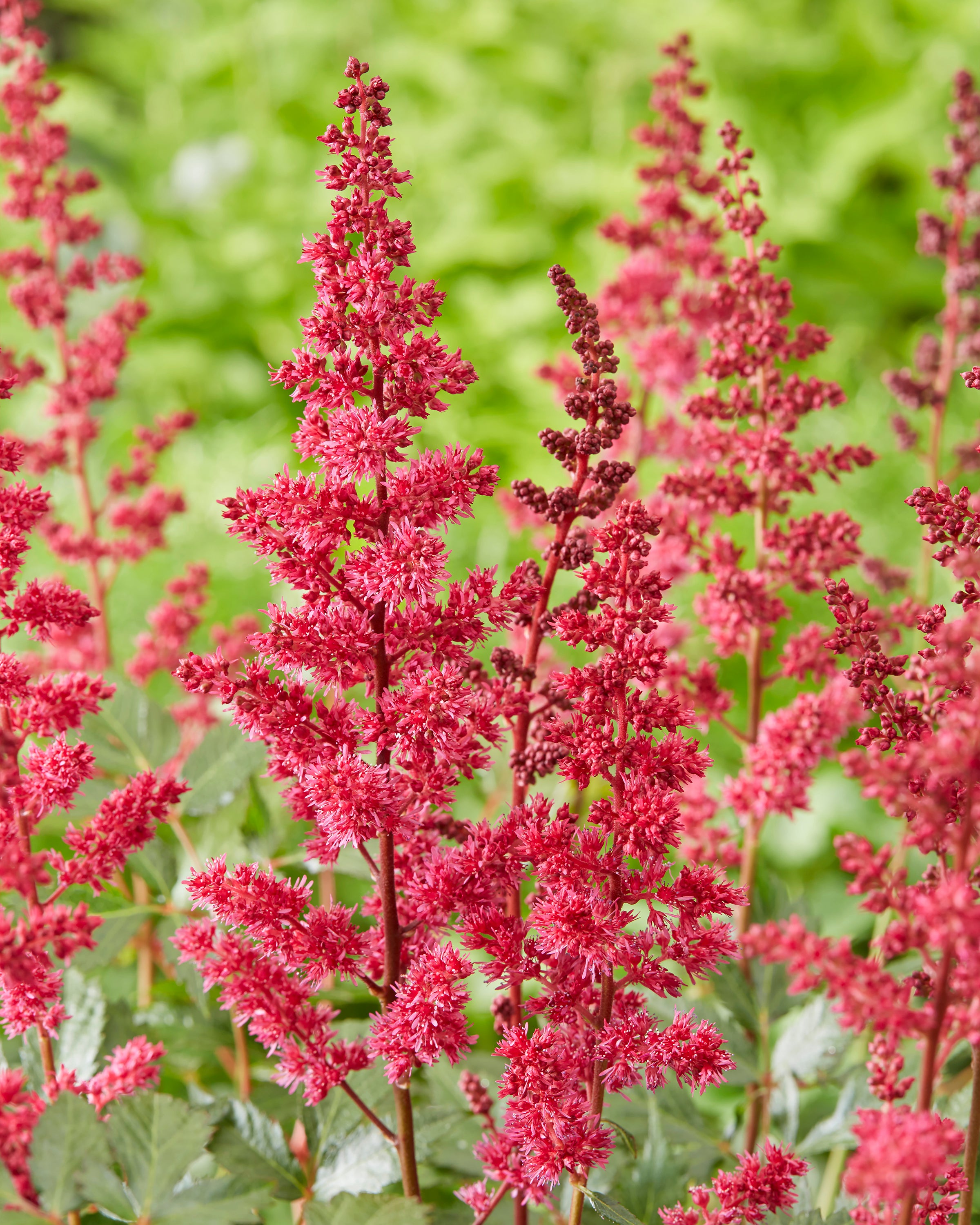 Astilbe arendsii Fanal bare roots Buy red Astilbe online at