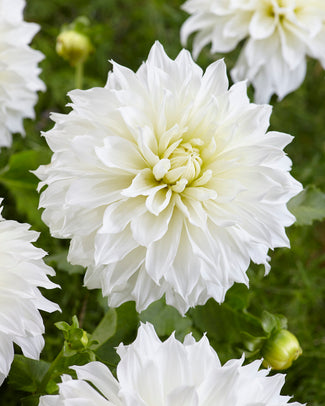 Dahlia 'Café au Lait Supreme' Dahlia 'Café au Lait Supreme'
