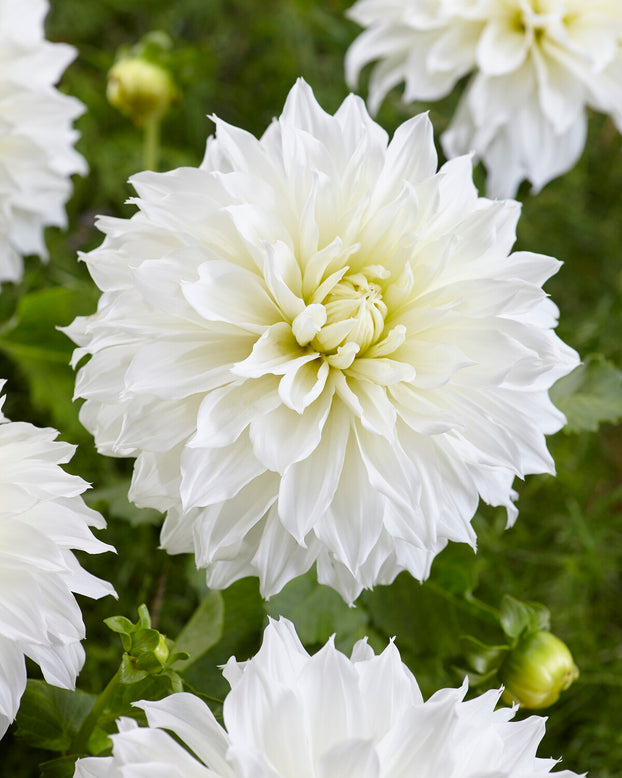 Dahlia 'Café au Lait Supreme'