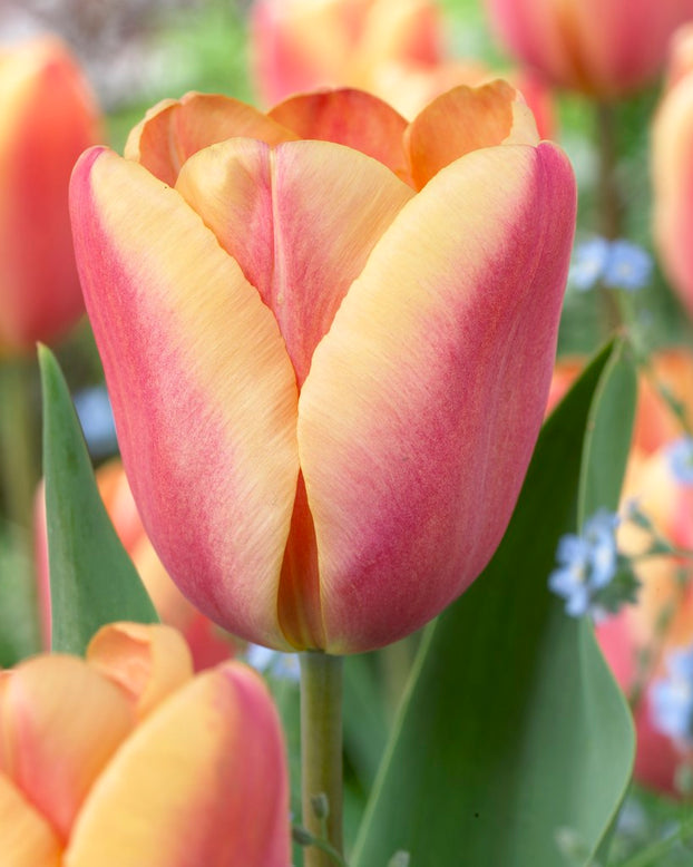 Tulip collection 'Night & Day'