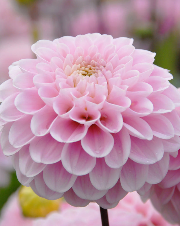Dahlia 'Wizard of Oz'