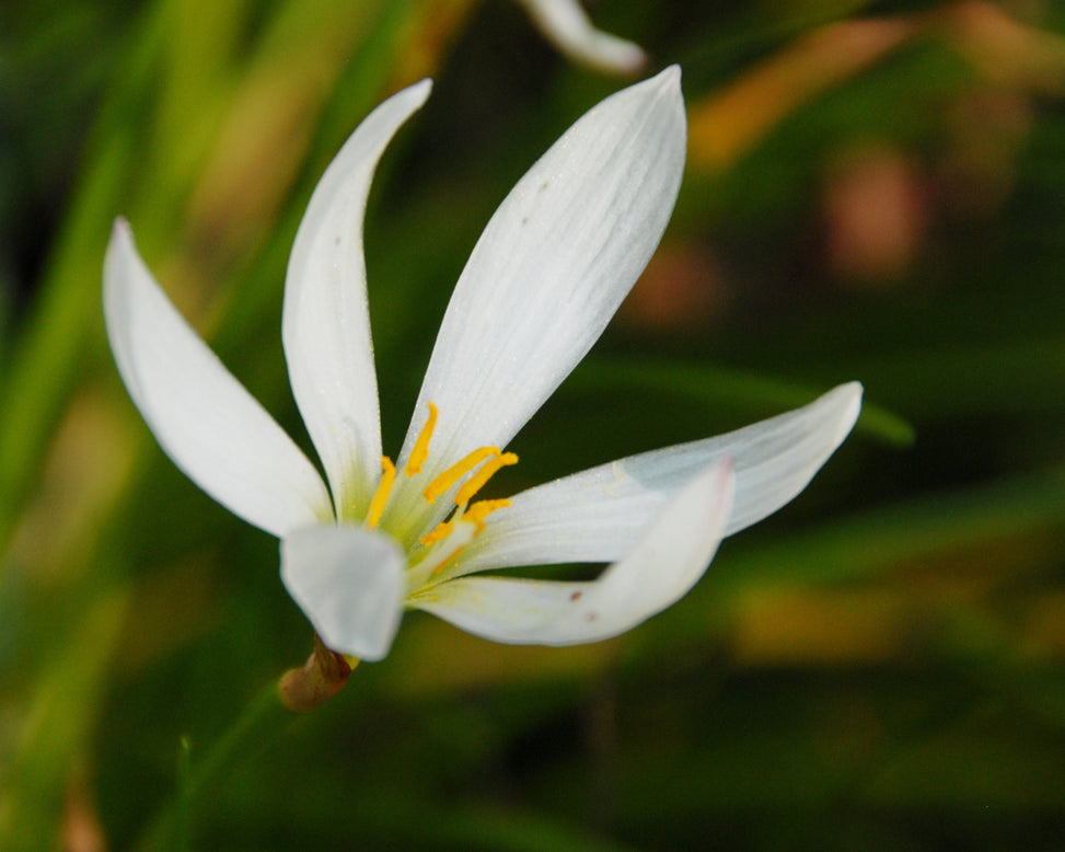 Zephyranthes candida