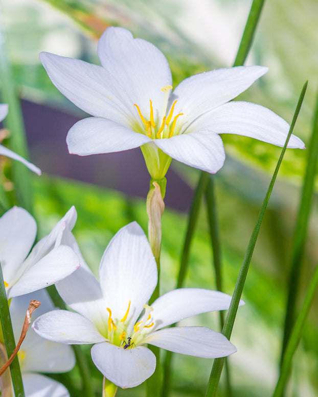 Zephyranthes candida