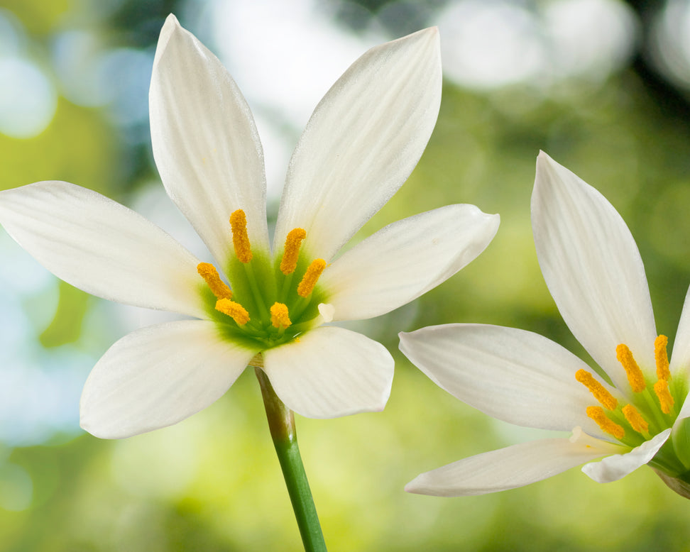 Zephyranthes candida