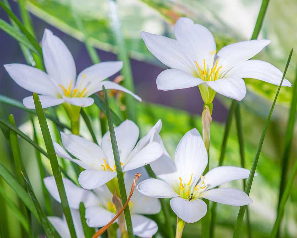 Zephyranthes candida