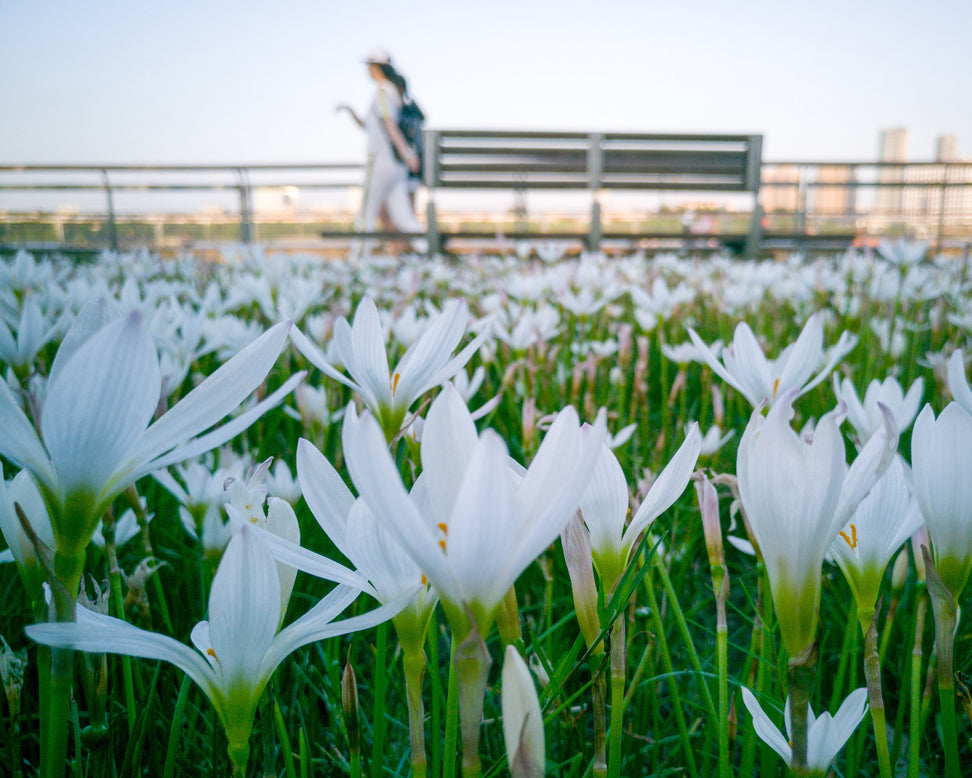 Zephyranthes candida