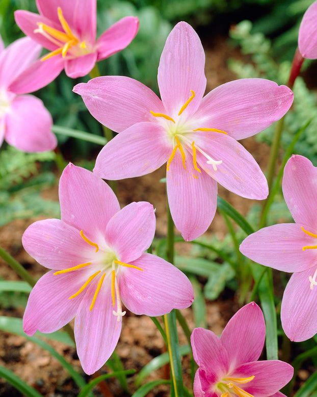 Zephyranthes robustus
